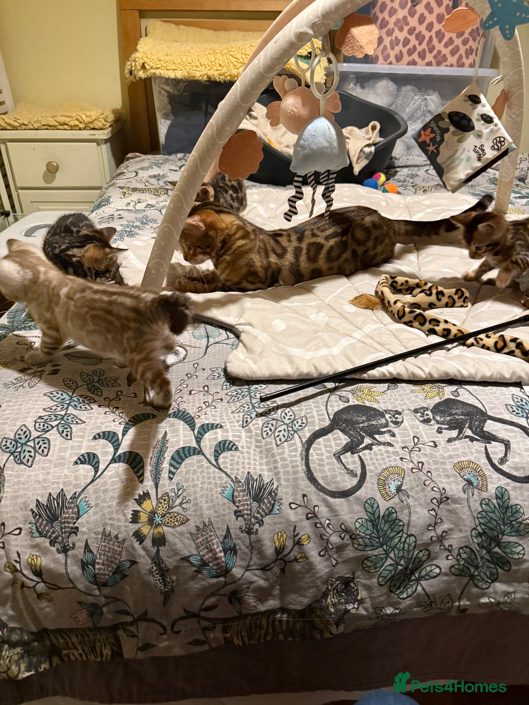 Bengal cats for sale: Pedigree TICA reg 🐾 Bengal Kittens 🐱  - Advert 2