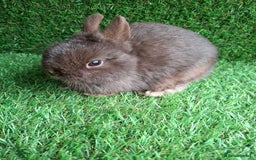 Netherland Dwarf rabbits for sale: FULL CHOCOLATE NETHERLAND BUCK - Image 2