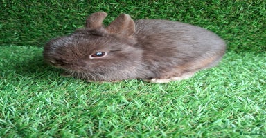 Netherland Dwarf rabbits FULL CHOCOLATE NETHERLAND BUCK - Advert 9