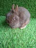 Netherland Dwarf rabbits FULL CHOCOLATE NETHERLAND BUCK - Advert 3