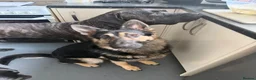 German Shepherd dogs for sale: Young German shepherd male  - Advert 3