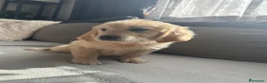 Golden Retriever 2