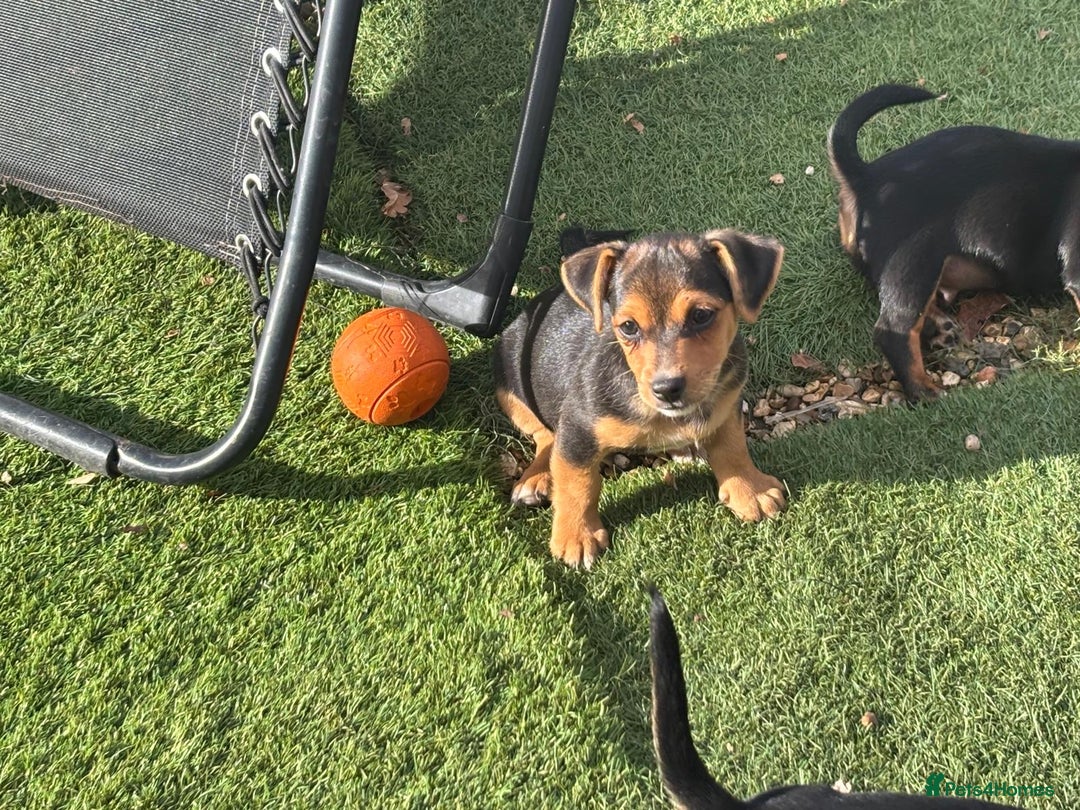 Jack Russell dogs for sale: Short haired, short legged jack Russells - Image 4
