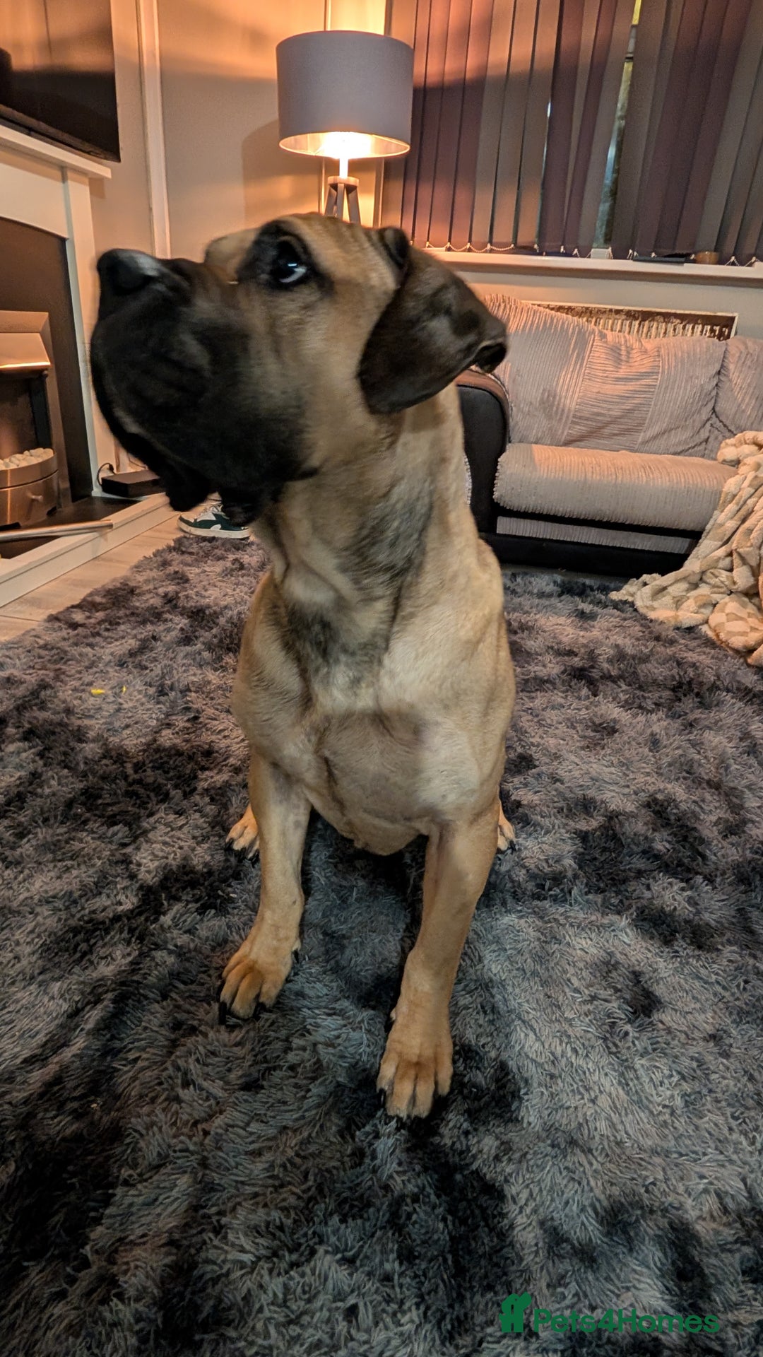 Bullmastiff dogs for sale: Bullmastiff  - Advert 2