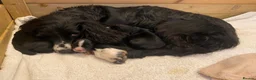 Cocker Spaniel dogs for sale: KC Registered Litter of Cocker Spaniels - Advert 10