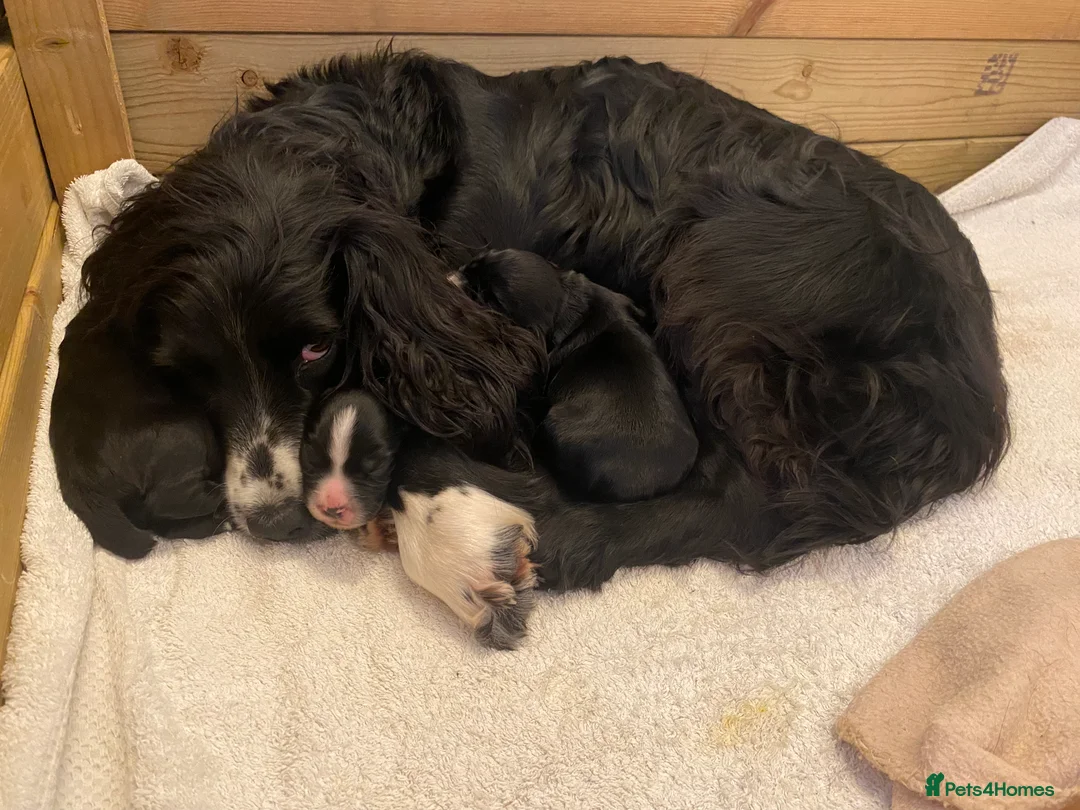 Cocker Spaniel dogs for sale: KC Registered Litter of Cocker Spaniels - Advert 10