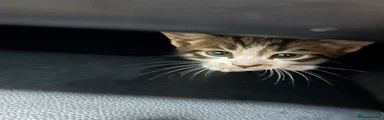 British Shorthair 3