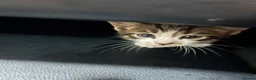 British Shorthair cats for sale: Georgous confident kitten  in Bexhill-on-Sea - Advert 10