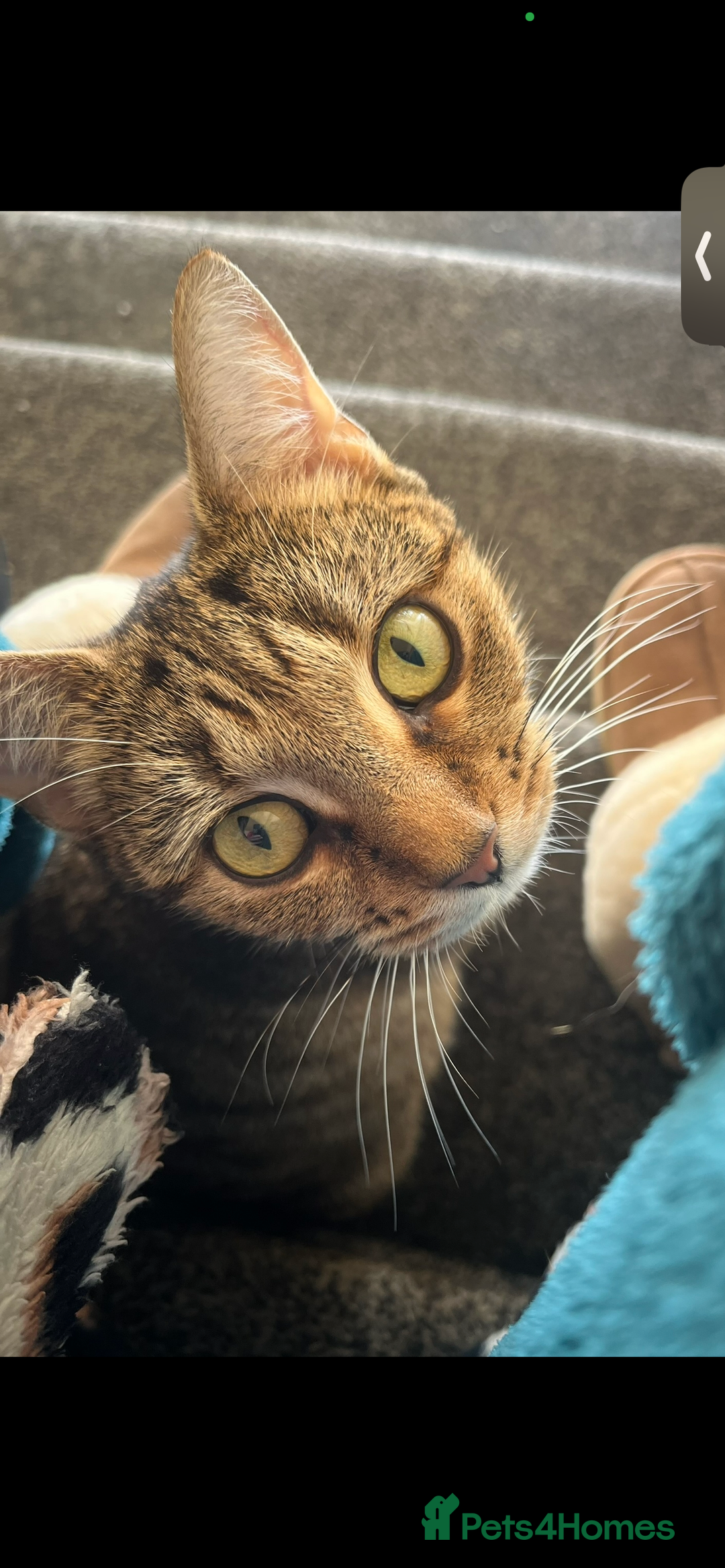 Bengal cats for sale: Bengal x Ragdoll Kittens - Advert 1