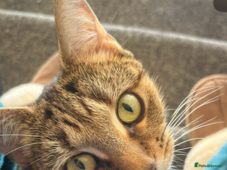 Bengal cats Bengal x Ragdoll Kittens - Advert 1