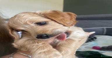 Cockapoo dogs - Advert 7