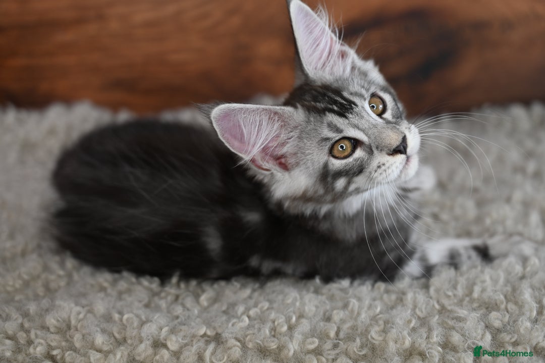Maine Coon cats for sale: 👑 6 Majestic, health tested Kittens- TICA reg 🧬 - Image 15