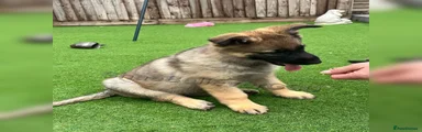  Puppy 10