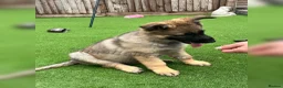 German Shepherd dogs for sale: KC Reg full health tested gorgeous pups ❤️ - Advert 28