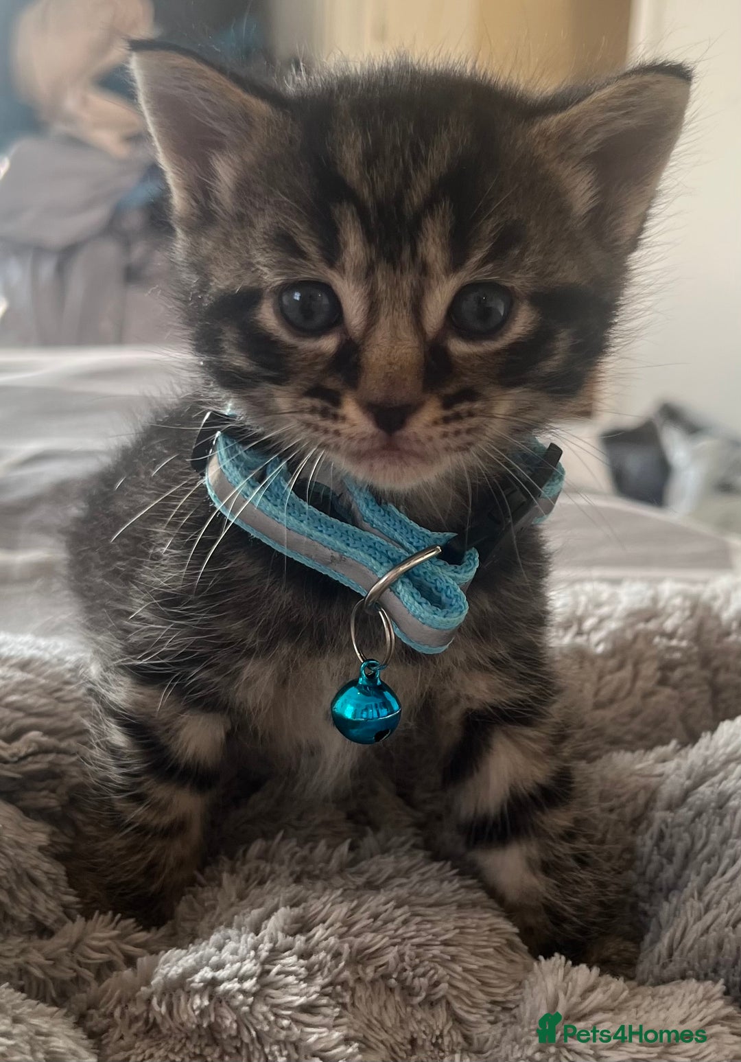 Mixed Breed cats for sale: Mixed breed adorable kittens in Waltham Cross - Image 26