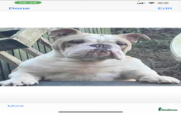 English Bulldog dogs for sale: English Bulldog - Image 4