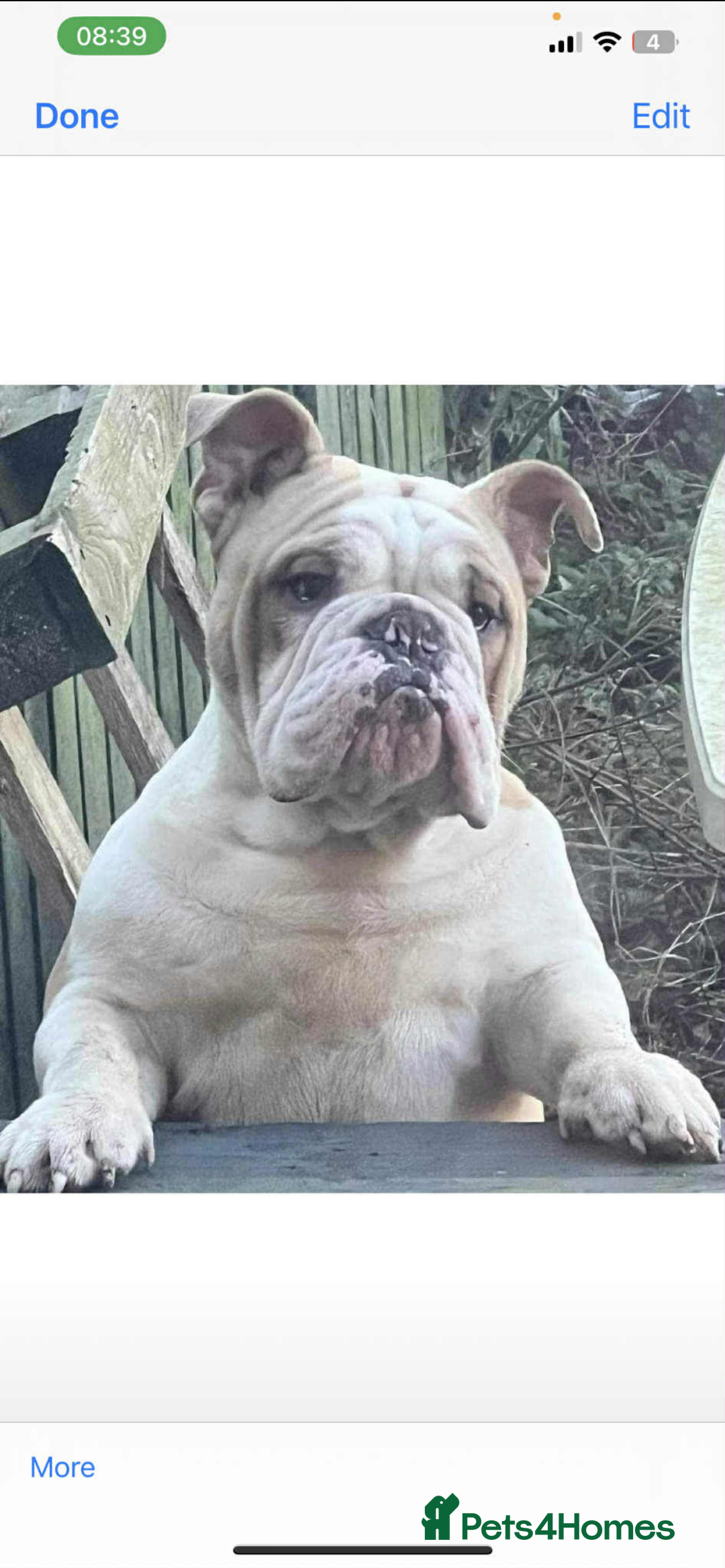 English Bulldog dogs for sale: English Bulldog - Image 4