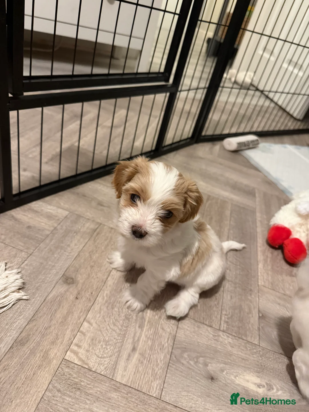 Mixed Breed dogs for sale: Cavamaltipoo - Advert 9