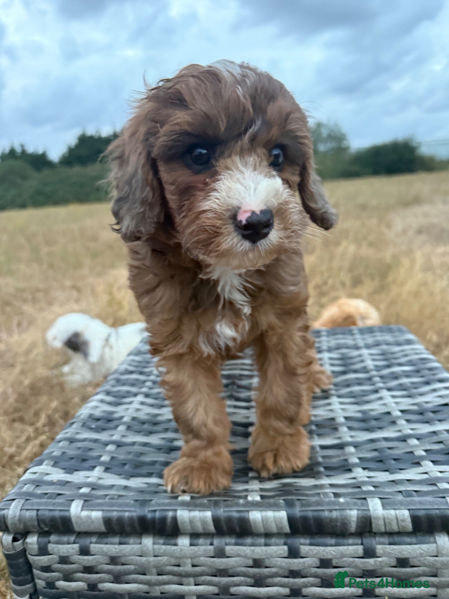 Cavapoo dogs DNA health tested Miniature Cavapoos 🌸  - Advert 2