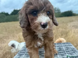 Cavapoo dogs DNA health tested Miniature Cavapoos 🌸 - Advert 3