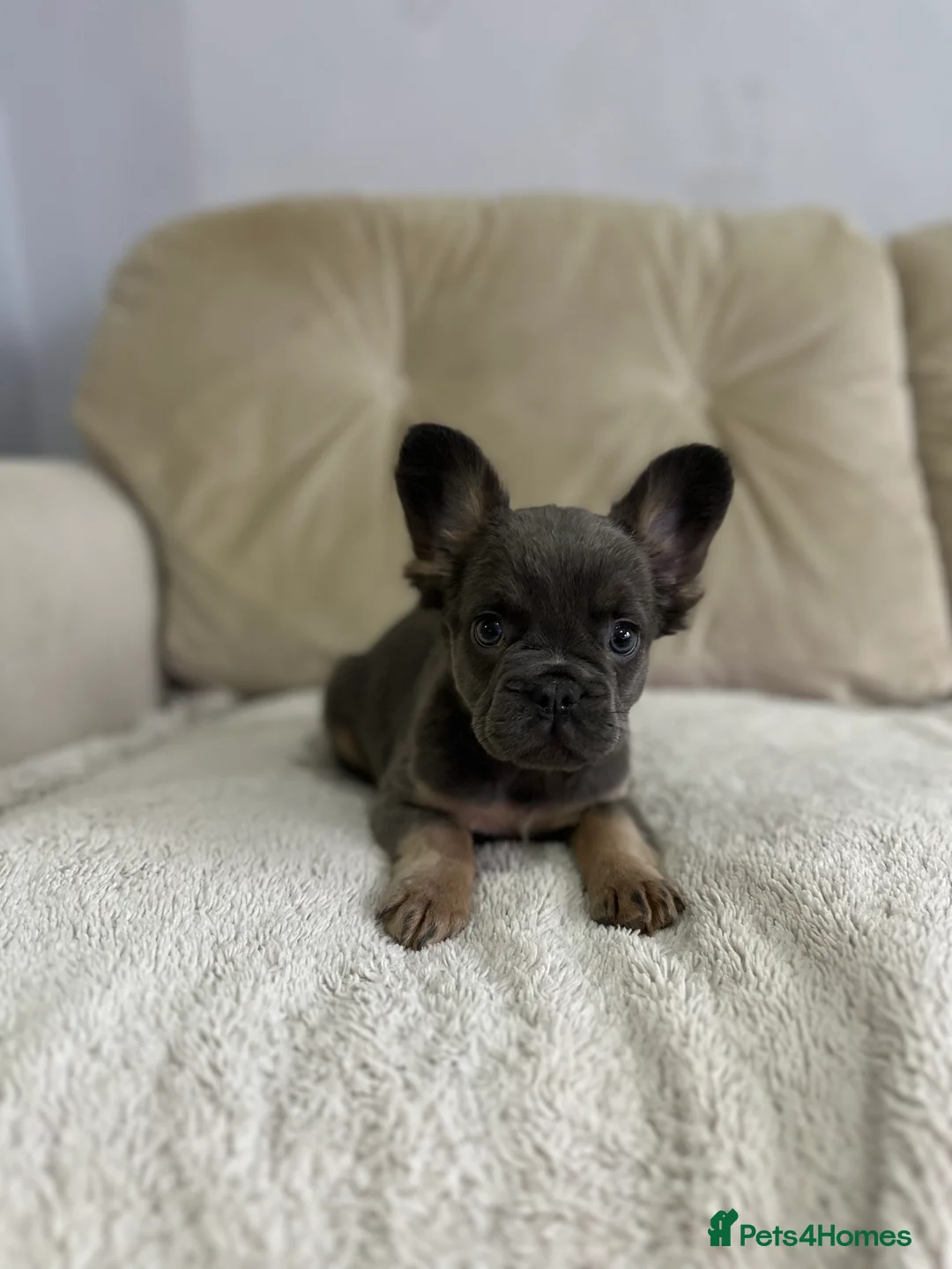 French Bulldog dogs for sale: *Full Fluffy KC Reg. Frenchie puppies* - Advert 2