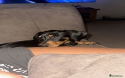 Dachshund dogs for sale: Dapple and Black and Tan dachshund - Image 5
