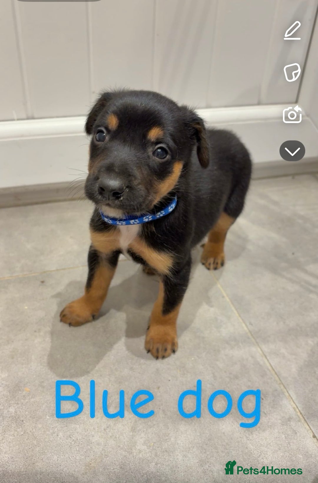 Mixed Breed dogs for sale: Kelpie x Huntaway pups  - Advert 1