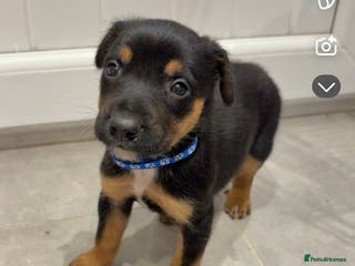 Mixed Breed dogs Kelpie x Huntaway pups - Advert 2