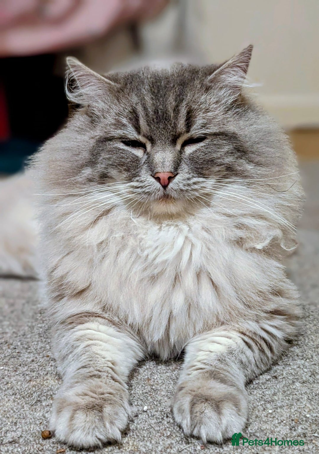 Ragdoll cats for stud: King Baloo 👑  - Advert 7