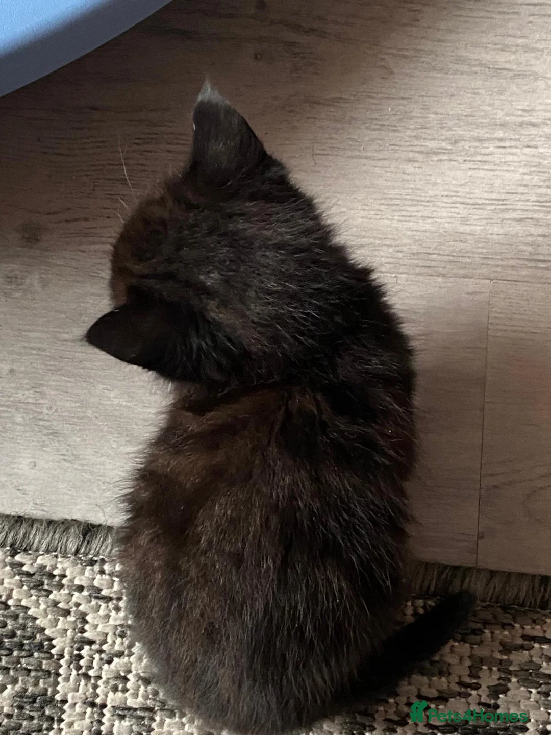 Mixed Breed cats for sale: Kittens  in Treharris - Advert 9