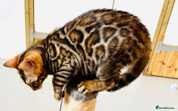 Bengal cats for sale: Brown rosetted male bengal kittens, TICA reg - Image 6