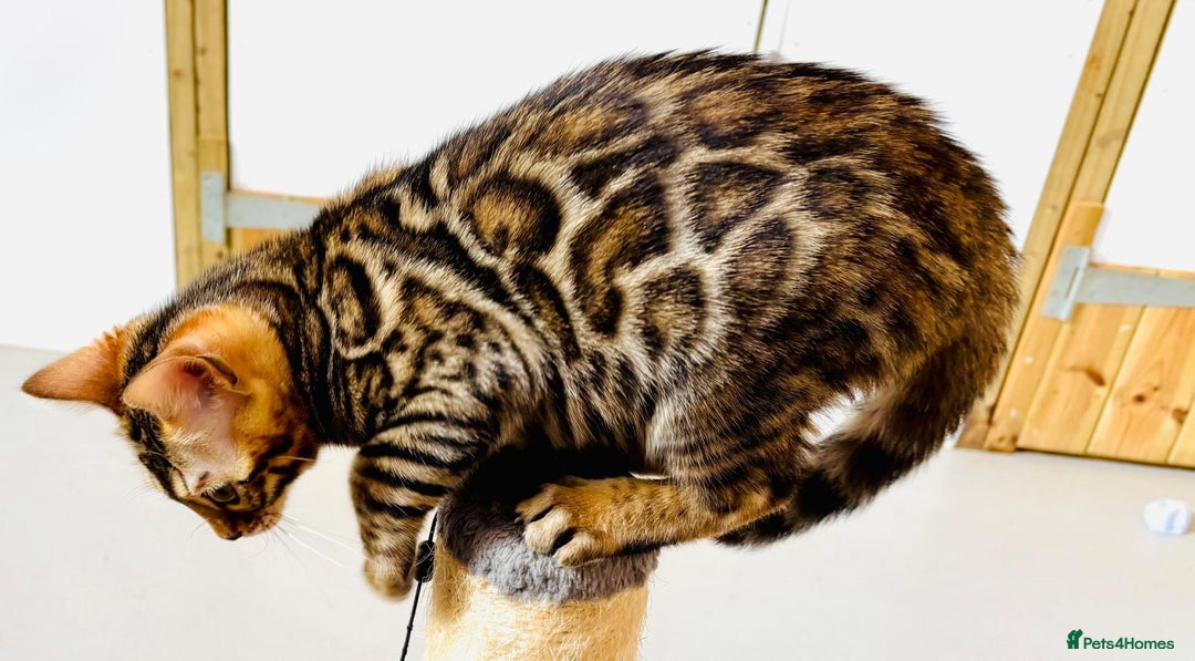 Bengal cats for sale: Brown rosetted male bengal kittens, TICA reg - Image 6