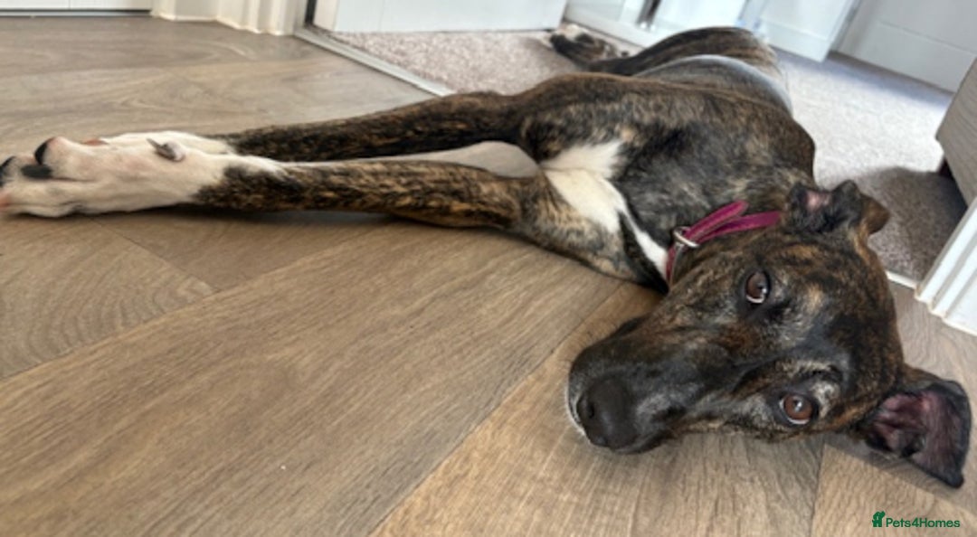 Lurcher dogs for adoption: NELL, young brindle lurcher in rescue - Advert 4