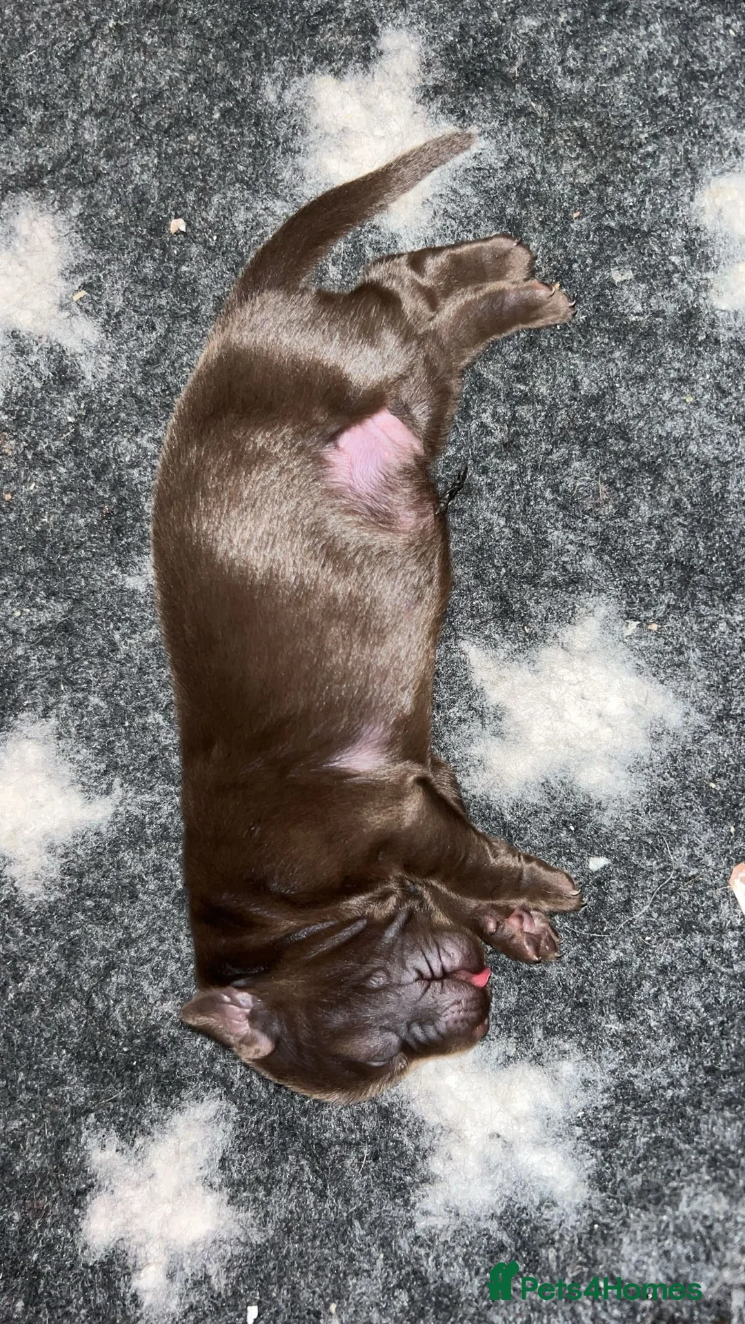 Flat coated Retriever dogs for stud: PROVEN Flatcoated Retriever for Stud 0/0 Hips in Bishop Auckland - Advert 15