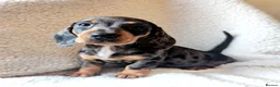 Dachshund dogs for sale: BEAUTIFUL MINI DACHSHUNDS PRA CLEAR & KC REG - Advert 31