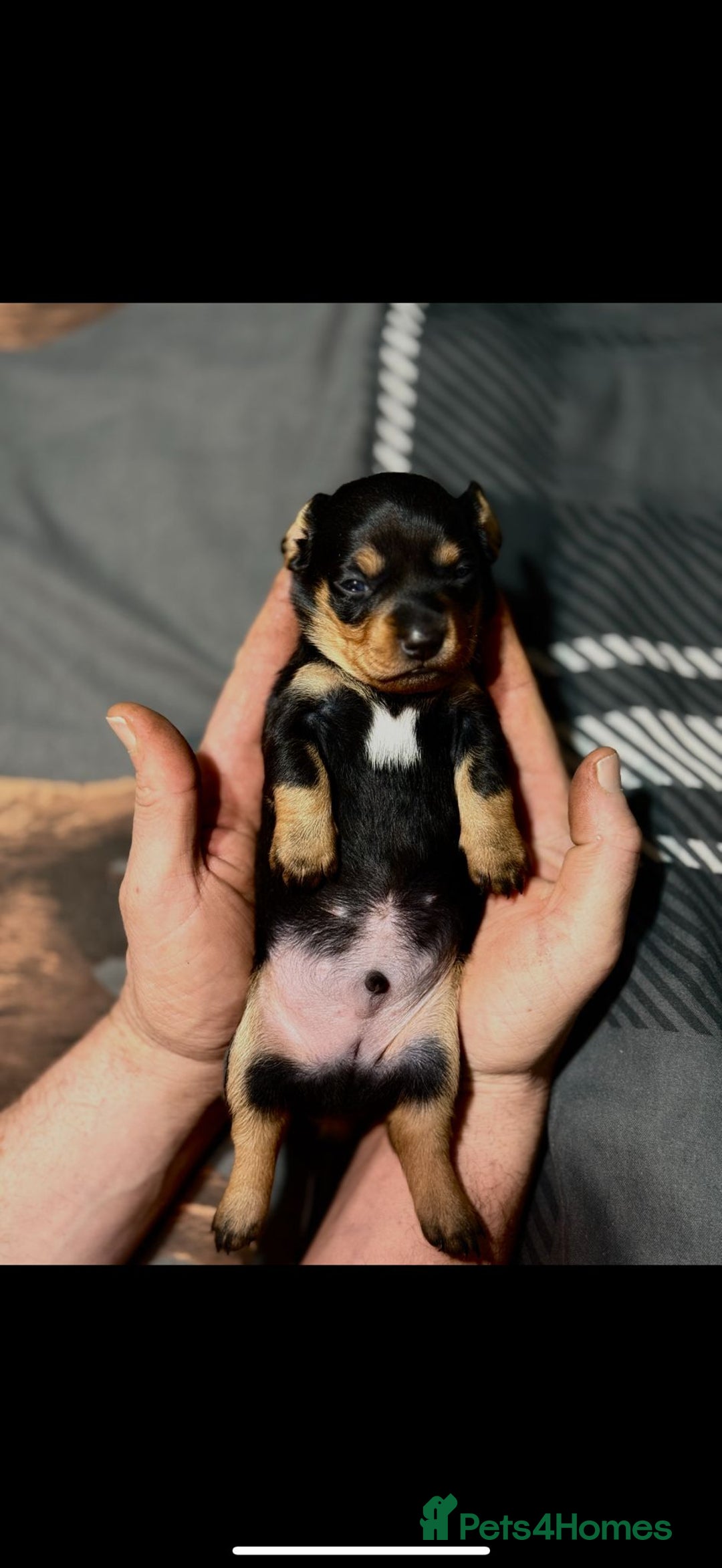 Dachshund dogs for sale: 7 Beautiful dachshund puppies  - Advert 12