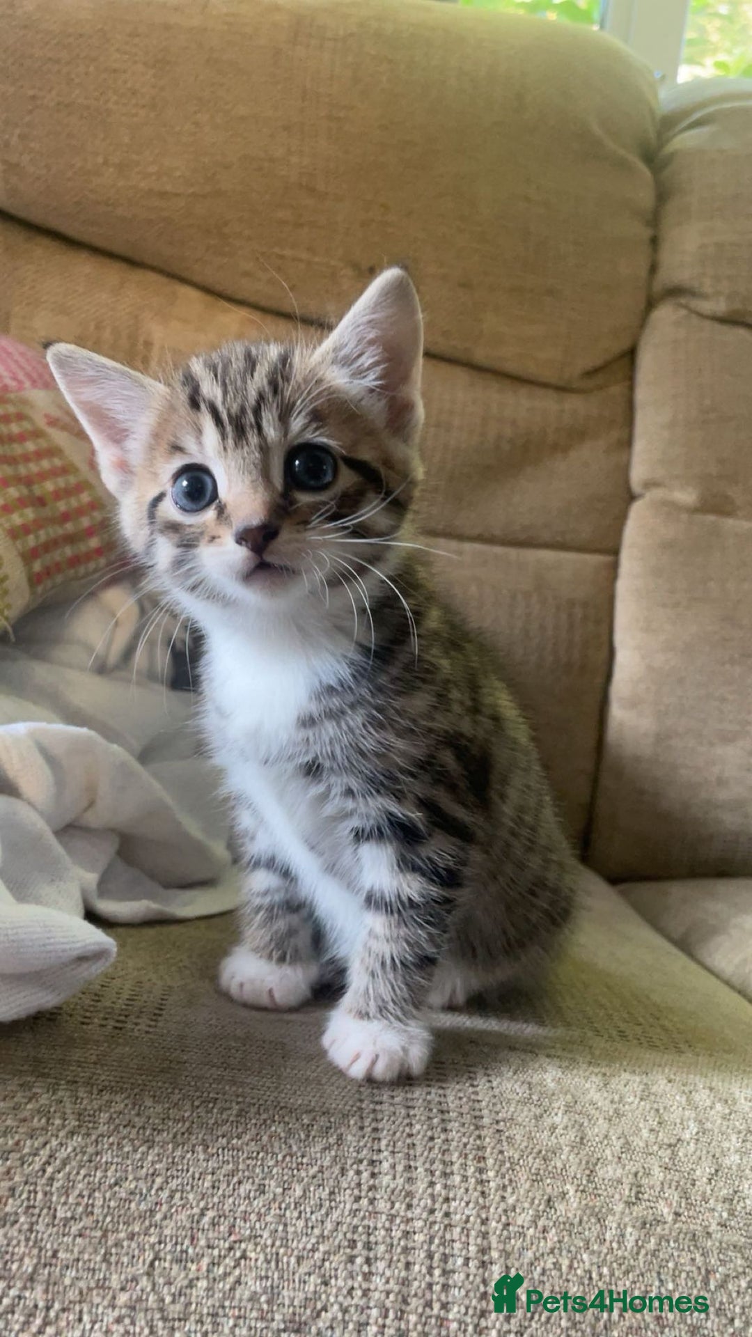 Mixed Breed cats for sale: 5 gorgeous kittens - Advert 6