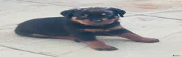 Rottweiler dogs for sale: ELITE KC REGISTERED GERMAN ROTTWEILER PUPPIES  - Advert 17