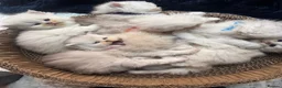 British Longhair cats for sale:  STUNNING RARE SILVER-GOLDEN BLH KITTENS AVAILABLE - Advert 36