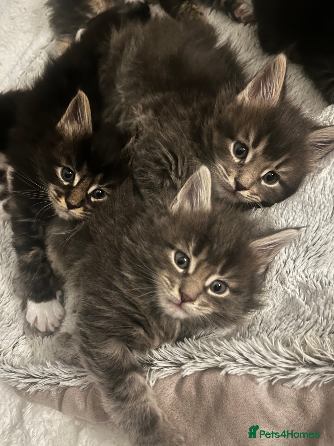Maine Coon cats for sale:  Pedigree Maine Coon kittens - Advert 11