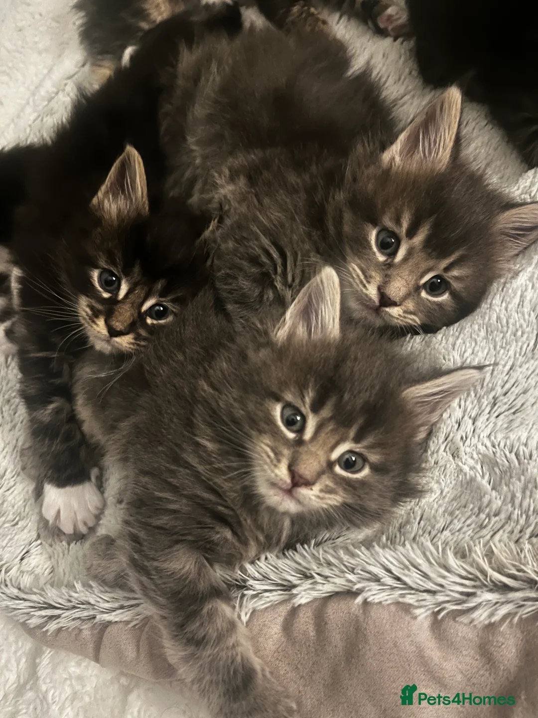 Maine Coon cats for sale:  Pedigree Maine Coon kittens - Advert 11