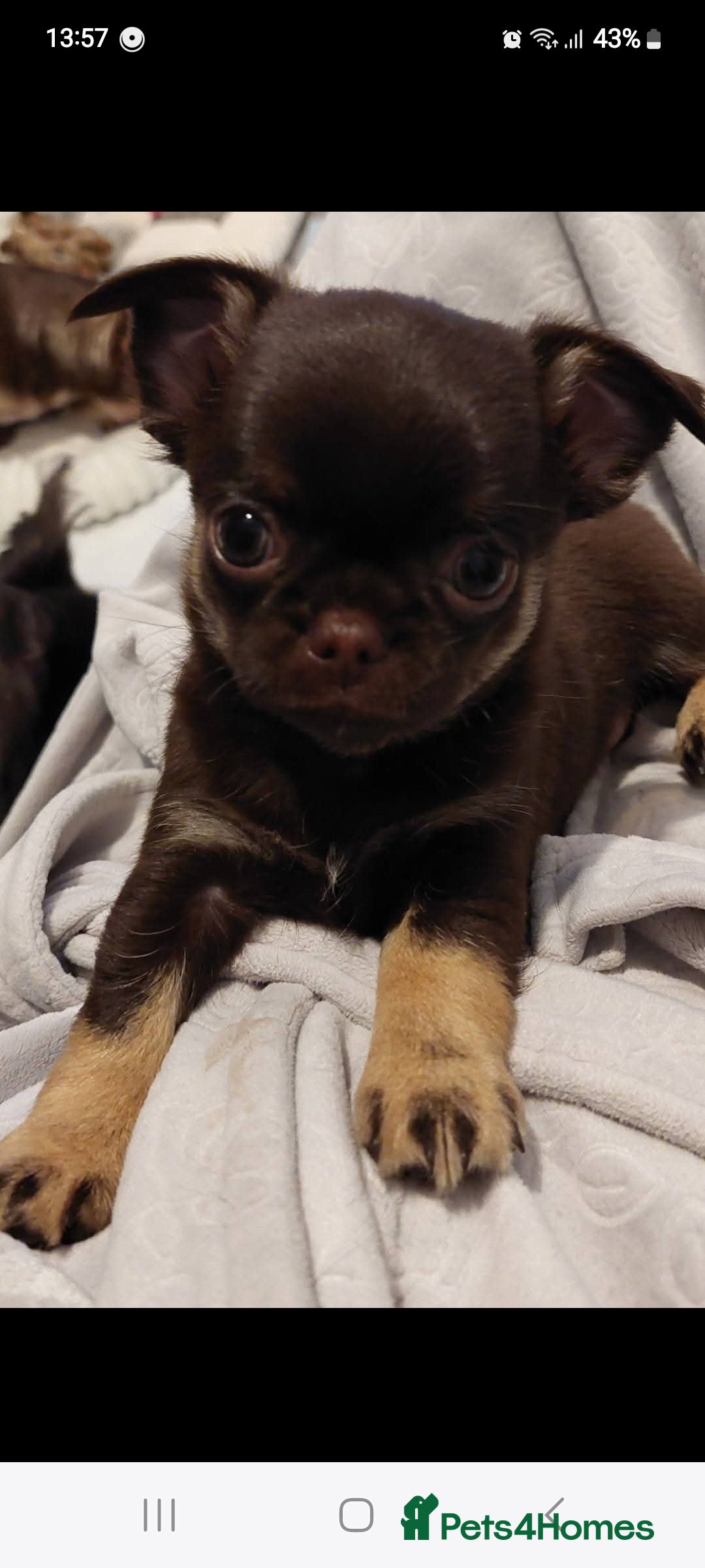 Chihuahua dogs Superb Chihuahua Pups - Advert 4