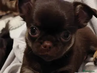 Chihuahua dogs Superb Chihuahua Pups - Advert 4