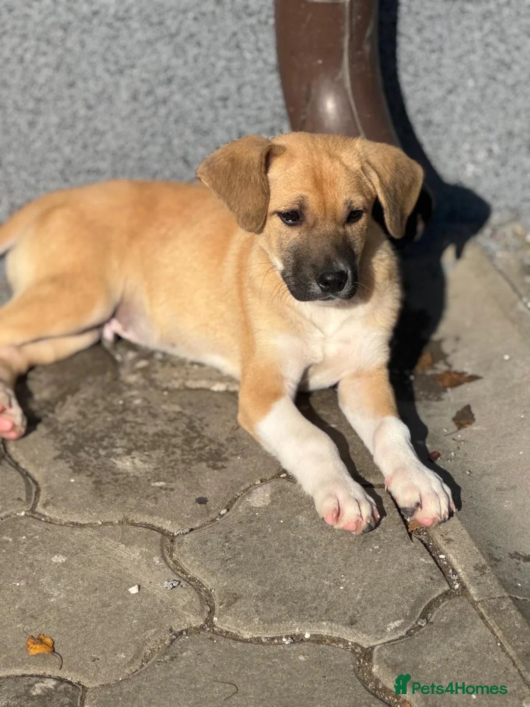 Mixed Breed dogs for adoption: JERRY – a Golden-Hearted Boy with a Playful Spirit - Advert 4