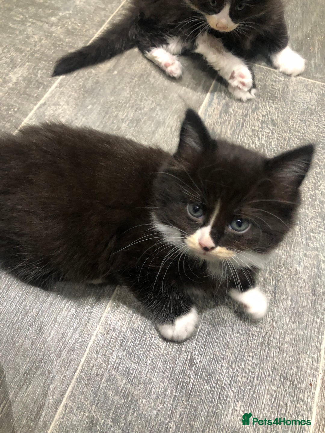 Domestic Shorthair cats for sale: 5 Beautiful kittens for sale  - Image 6