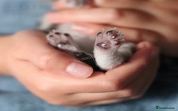 British Shorthair cats for sale: GCCF British Shorthair Silver Kittens - Image 10