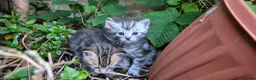Mixed Breed cats for sale: Maine Coon Cross fluffy kittens - Advert 4
