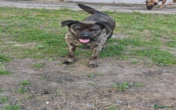 Mixed Breed dogs for adoption: 💖🐶 DANA 🐶💖 - Image 9