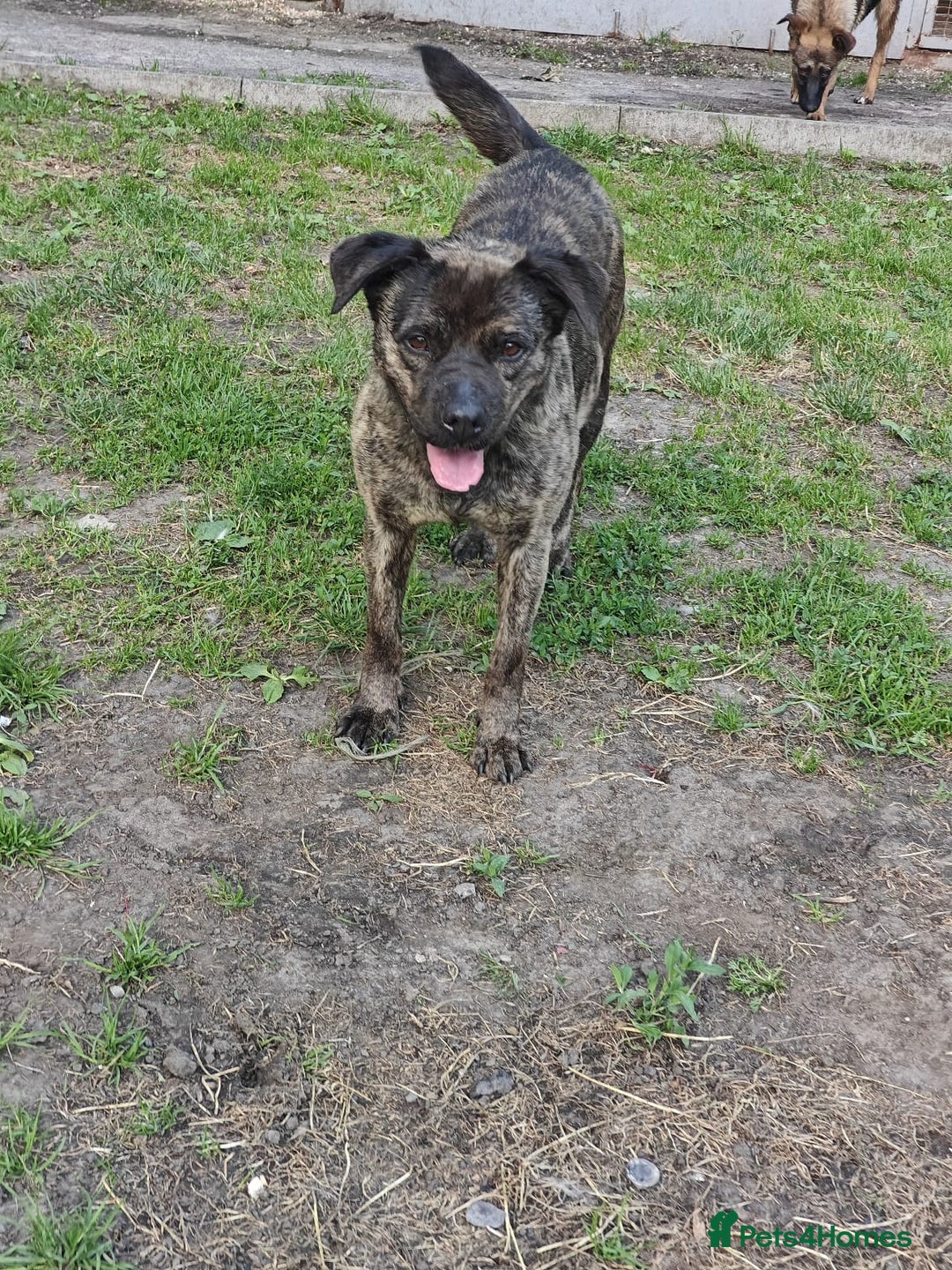 Mixed Breed dogs for adoption: 💖🐶 DANA 🐶💖 - Image 9