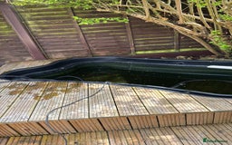 Koi Carp fish for sale: Beautiful Gold-Orange Koi Carp - Image 4